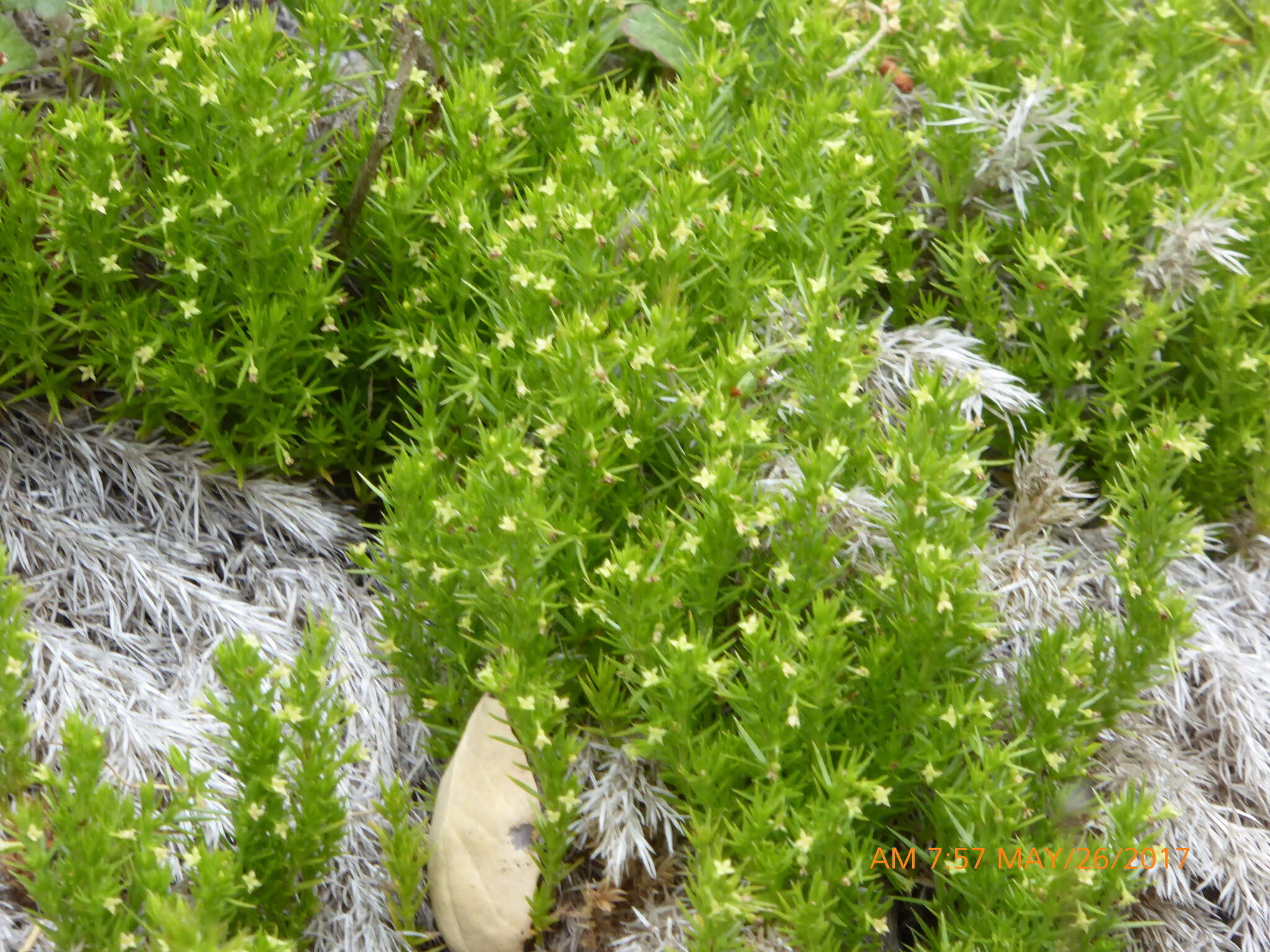 Plancia ëd Galium andrewsii A. Gray