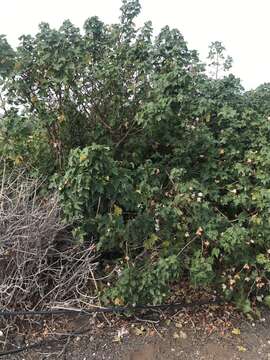 Image of upland cotton