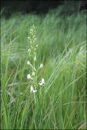 Habenaria linearifolia Maxim. resmi