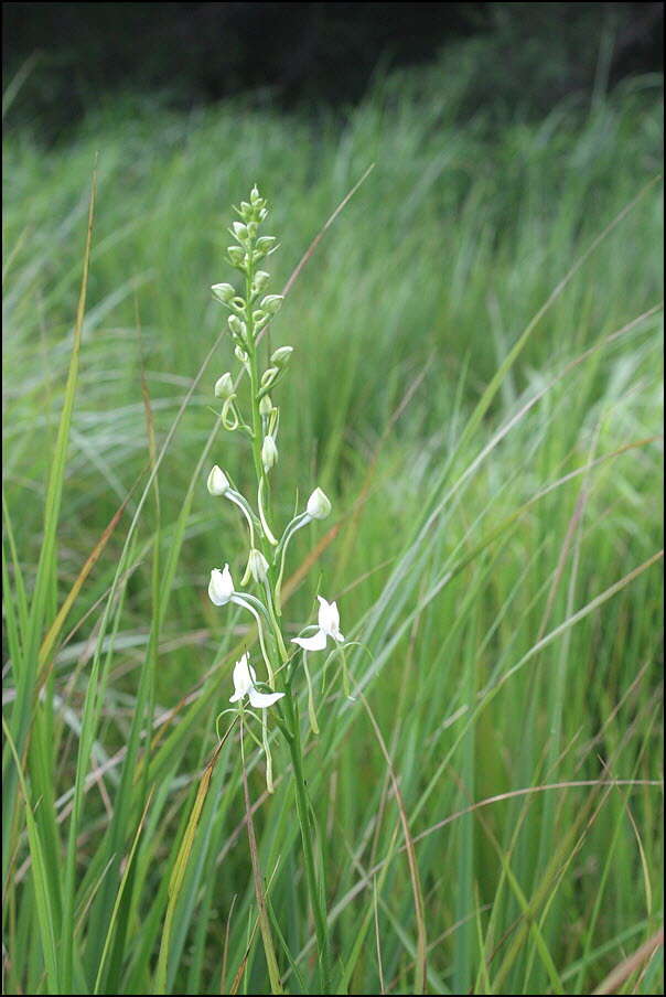 Habenaria linearifolia Maxim. resmi