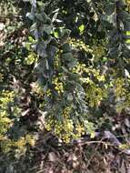 Image of Acacia vestita Ker Gawl.