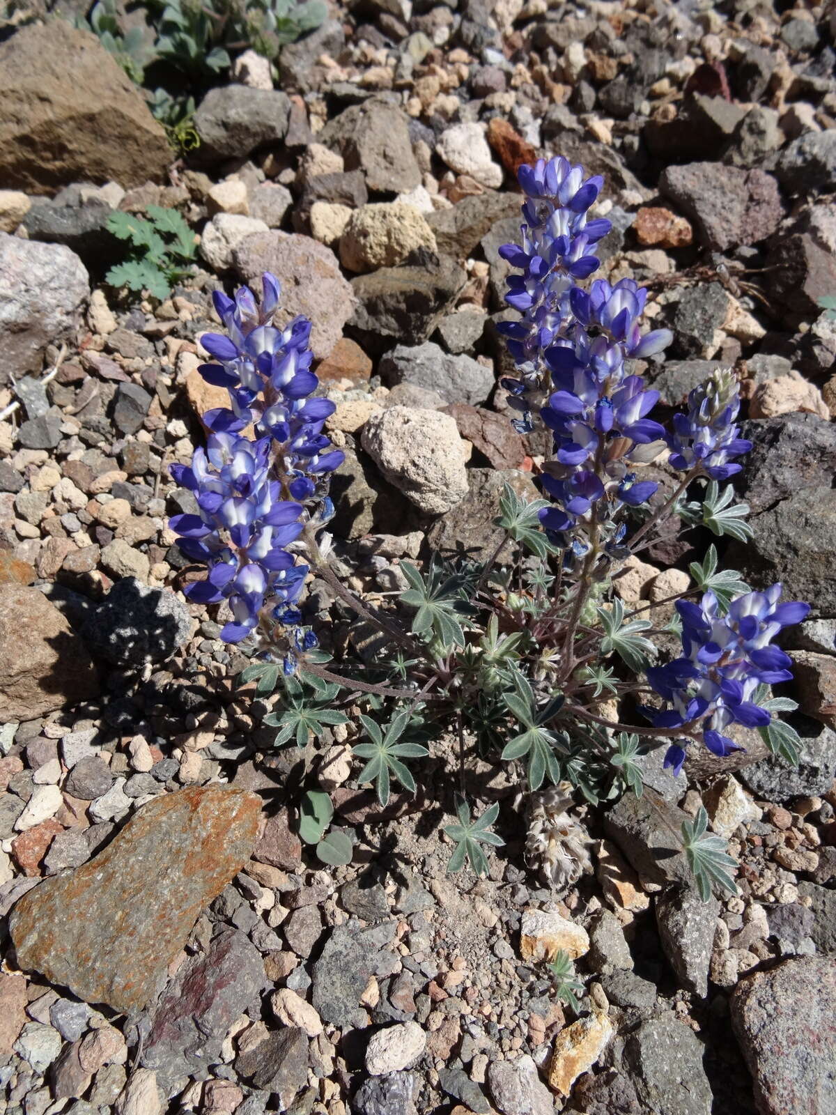 Image of Pacific lupine