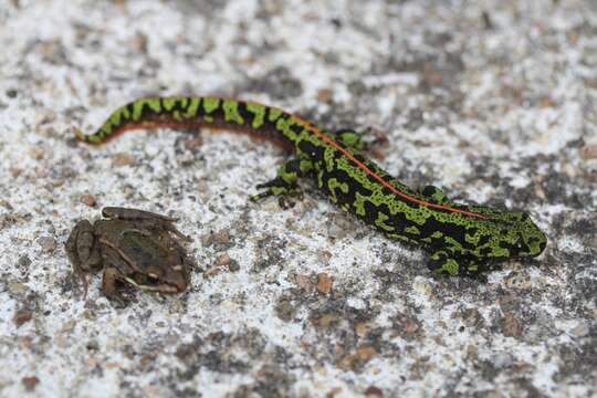 Triturus marmoratus (Latreille 1800) resmi