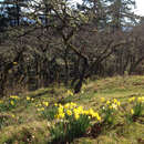 Image of Narcissus pseudonarcissus subsp. major (Curtis) Baker