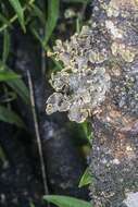 Image of Yellow specklebelly lichen