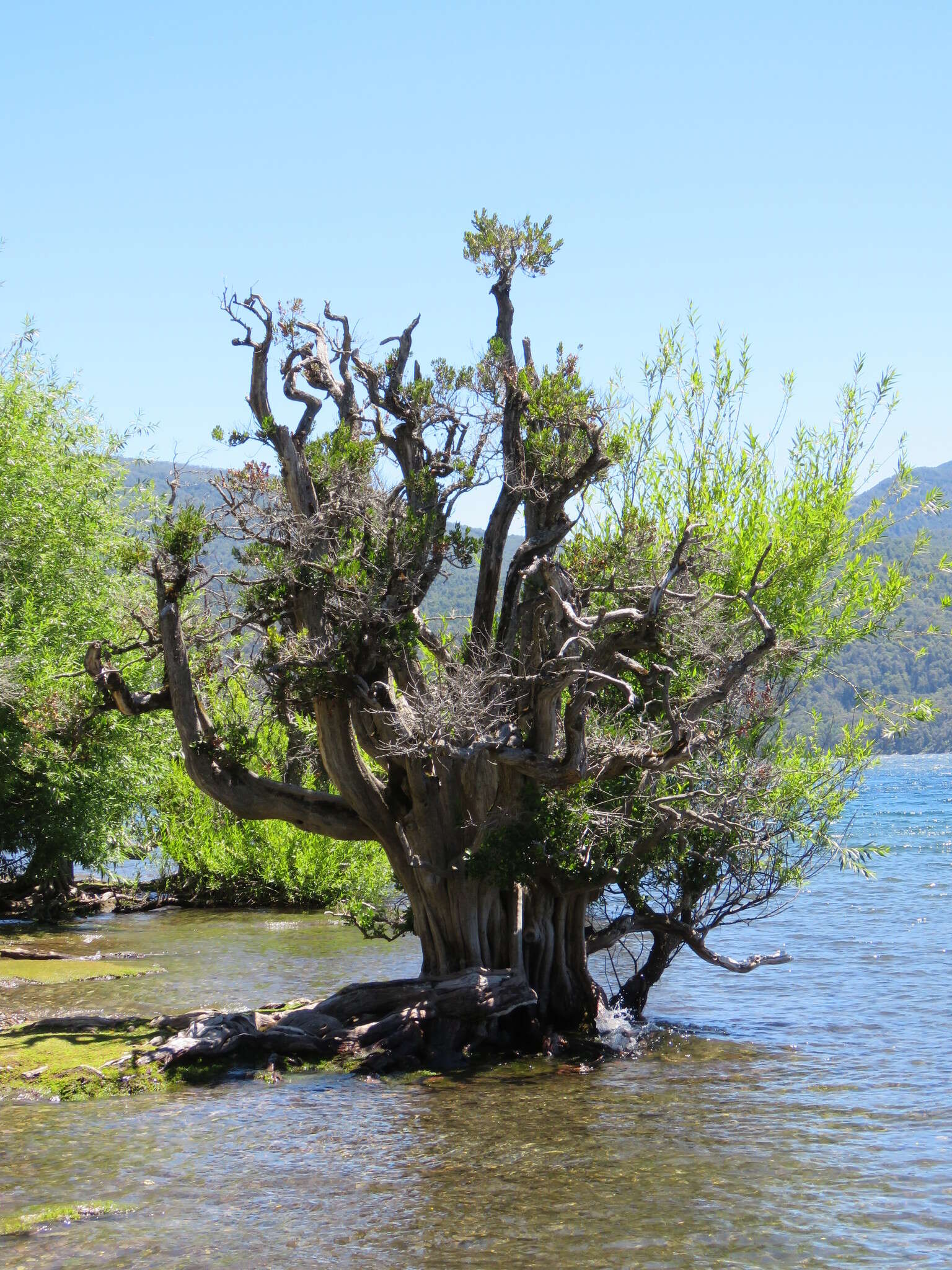 Imagem de Myrceugenia exsucca (A. P. de Candolle) Berg