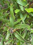 Image of Grevillea dimorpha F. Müll.