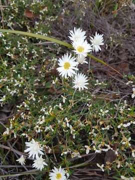 Image of Argentipallium obtusifolium (Sond.) P. G. Wilson