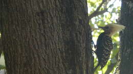 Image of Blond-crested Woodpecker