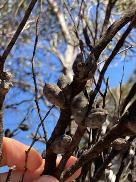 Imagem de Hakea erecta B. Lamont