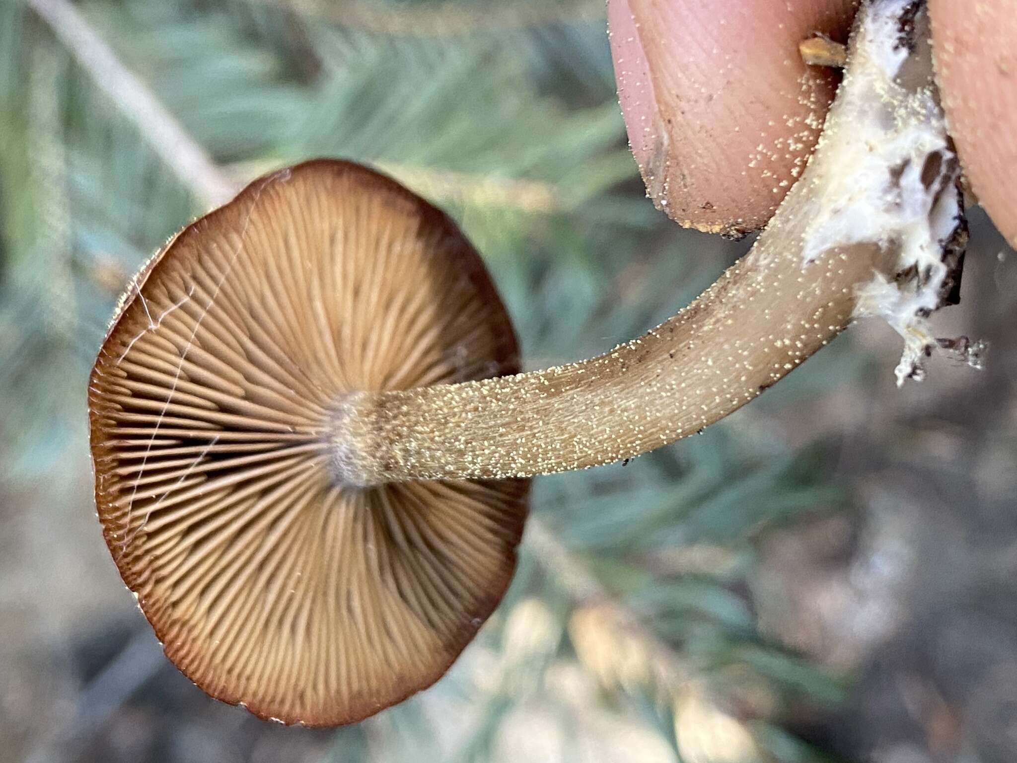 Image of Clitocybe glacialis Redhead, Ammirati, Norvell & M. T. Seidl 2000