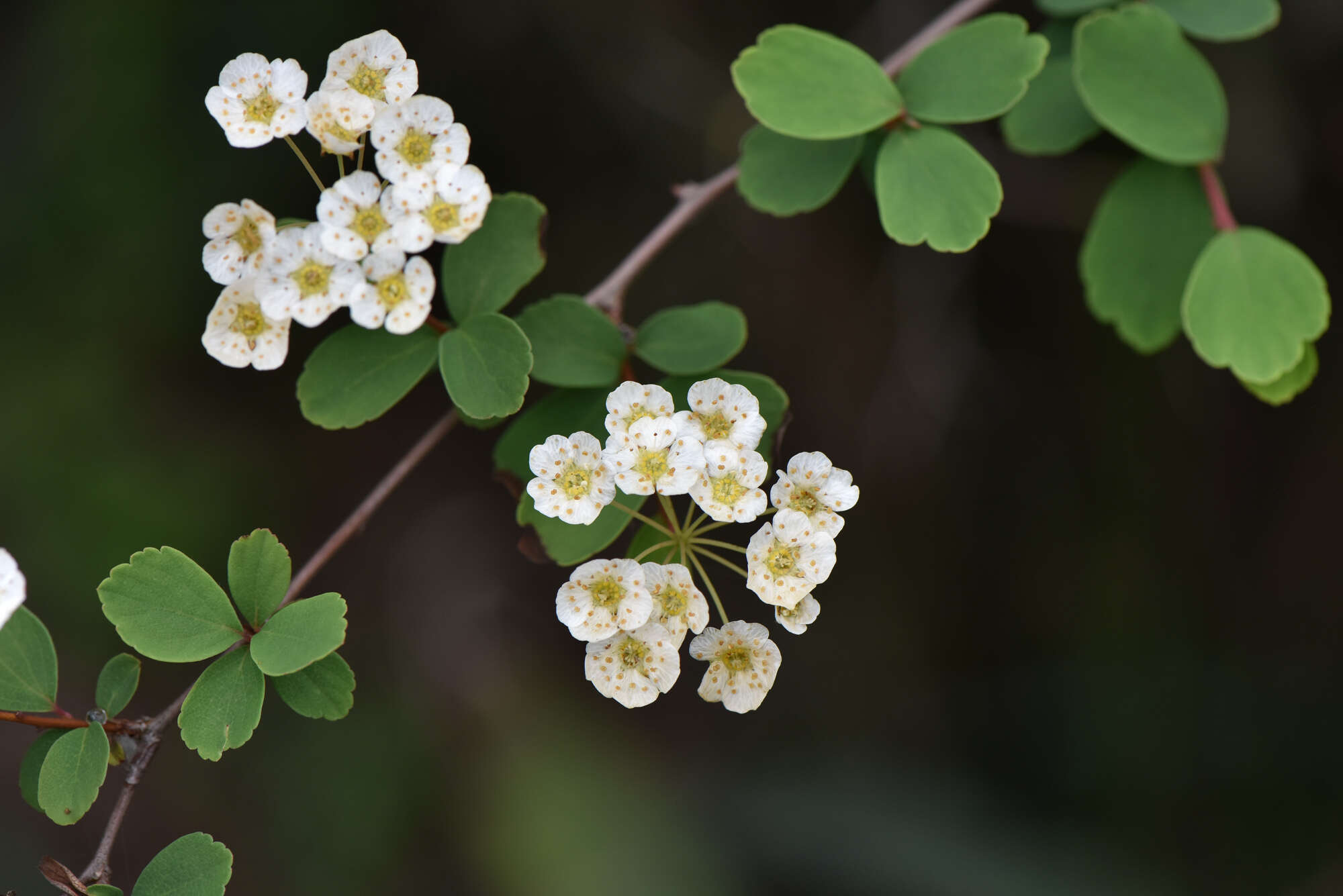 Imagem de Spiraea blumei G. Don