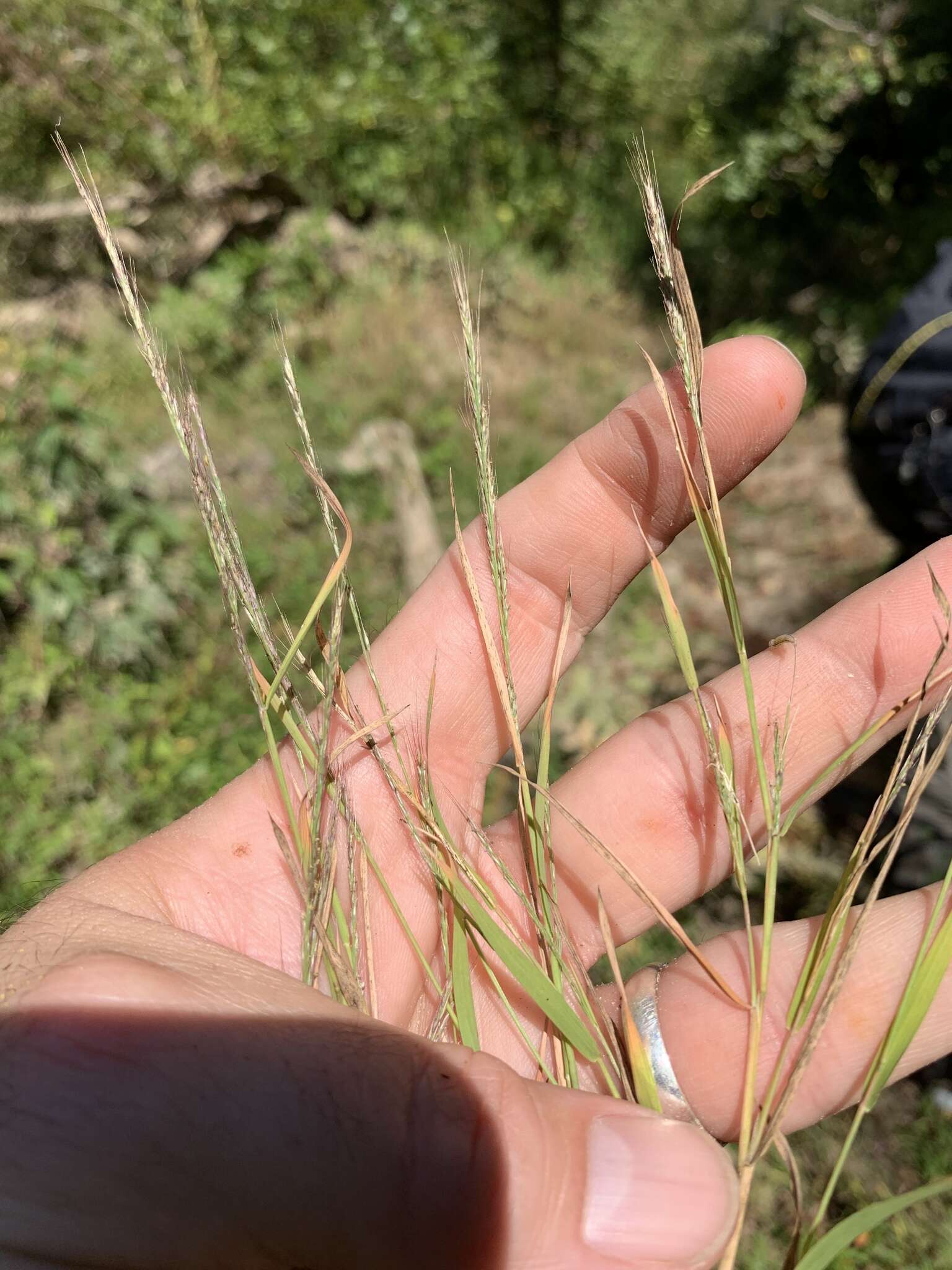 Image of Woodland Muhly