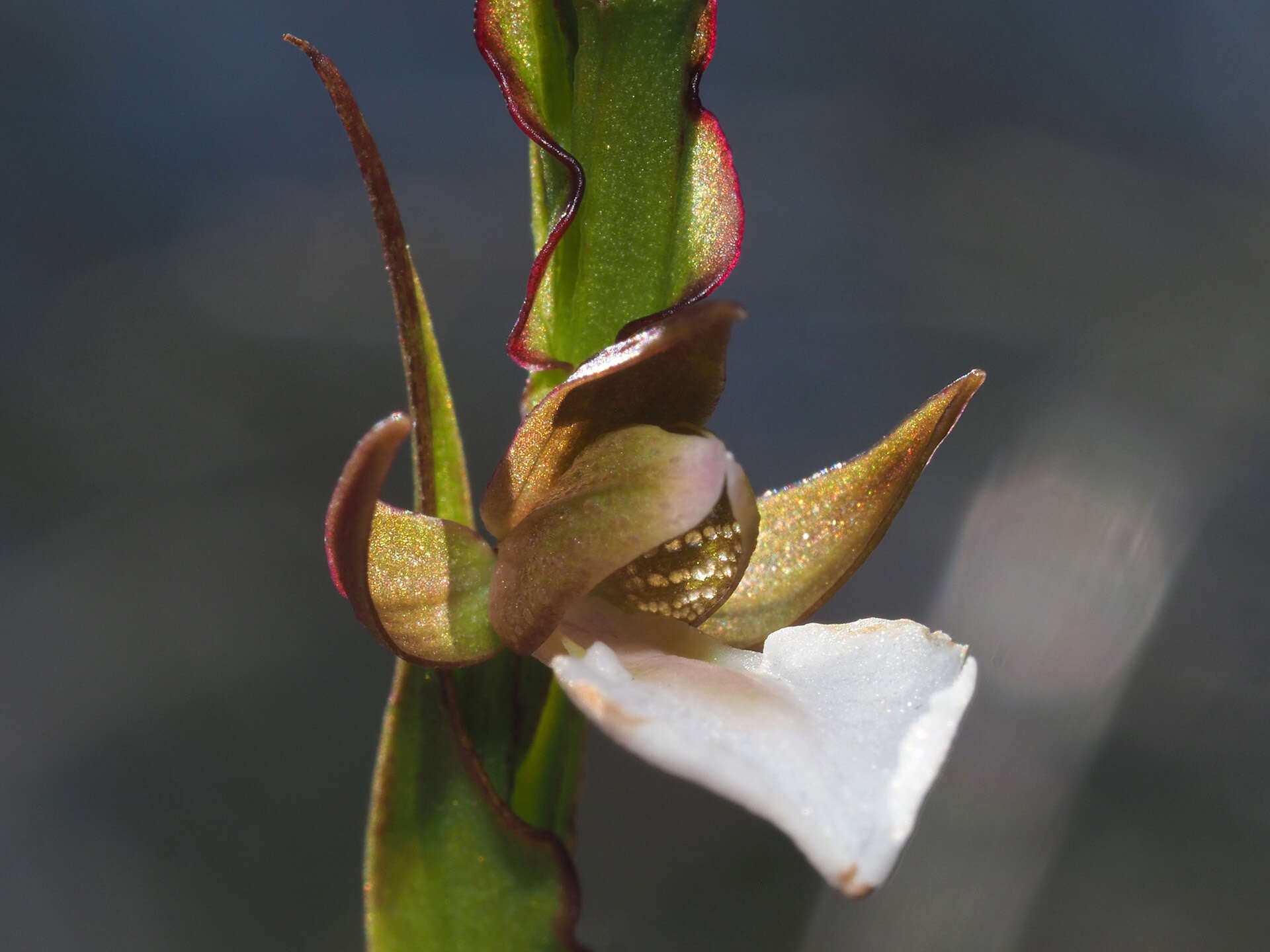 Imagem de Neobolusia tysonii (Bolus) Schltr.