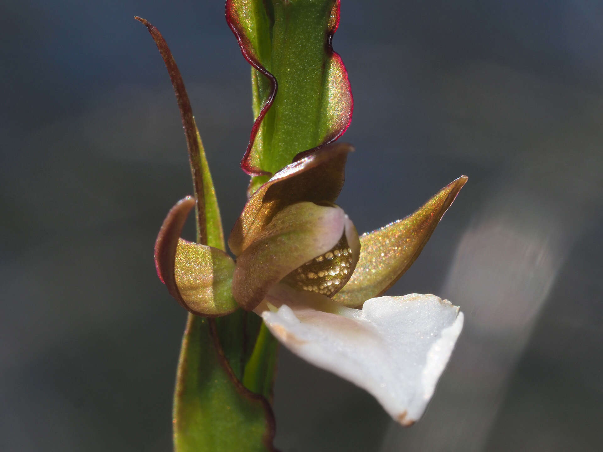 Image de Neobolusia tysonii (Bolus) Schltr.