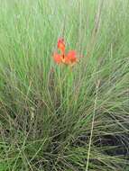 Disa erubescens subsp. carsonii (N. E. Br.) H. P. Linder resmi