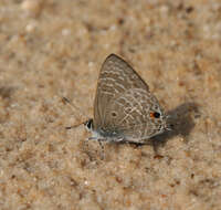 Image of Anthene lycaenina lycambes (Hewitson 1878)