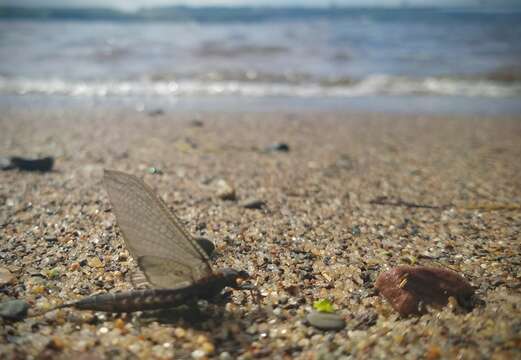 Image of Hexagenia Mayfly