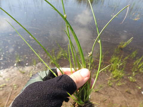 Image of Cyperus pannonicus Jacq.