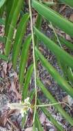 Image of Alpinia oxymitra K. Schum.