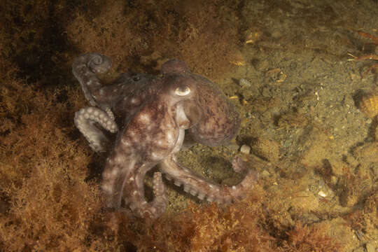 Image of Enteroctopus megalocyathus (Gould 1852)