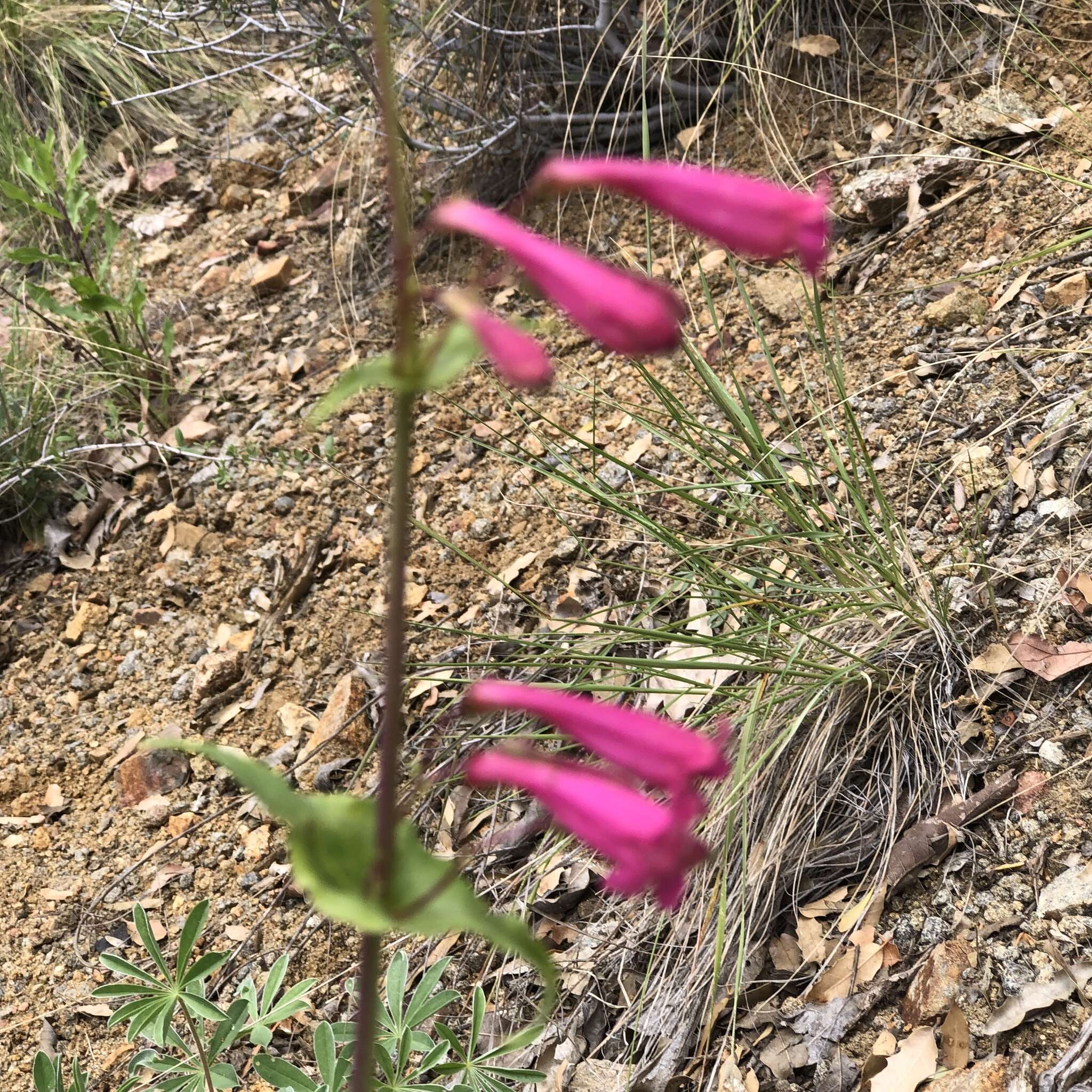 Image of desert penstemon