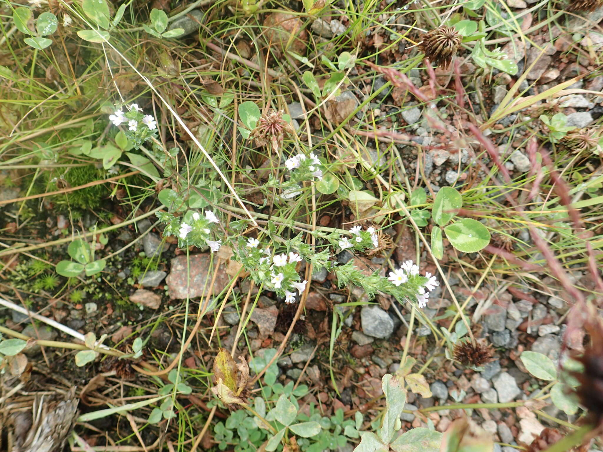 Слика од Euphrasia stricta D. Wolff ex J. F. Lehm.