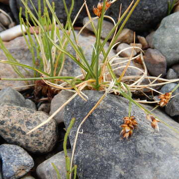 Image of curved sedge