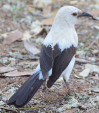 Image of Southern Pied Babbler