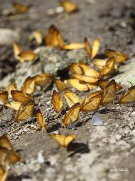 Image of Cyrestis lutea Zinken-Sommer 1831