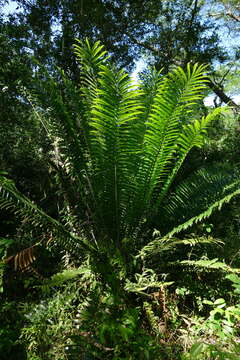 Image of Mombasa Cycad