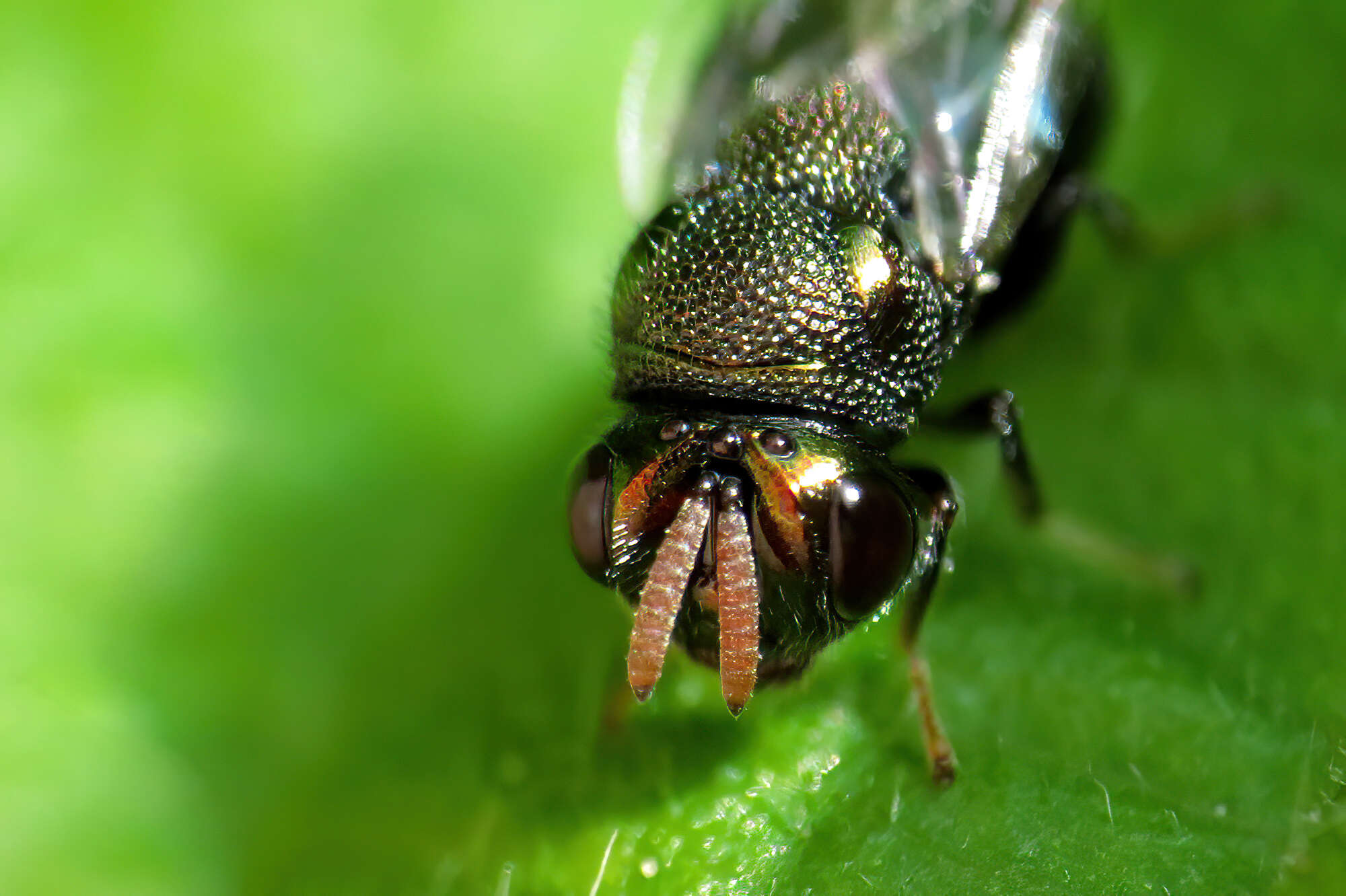 Perilampus ruficornis (Fabricius 1793)的圖片