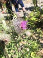 Image of edible thistle