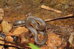 Image of Tonkin Mountain Keelback