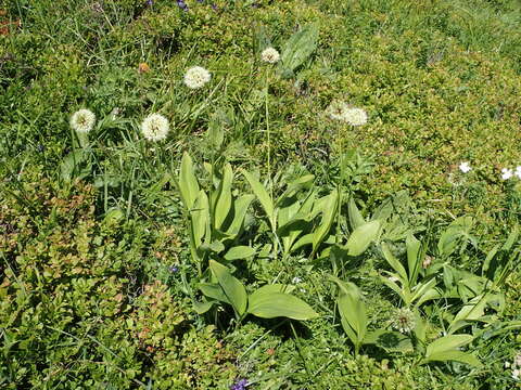 Imagem de Allium victorialis L.