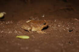 Image of Sumatran Puddle Frog