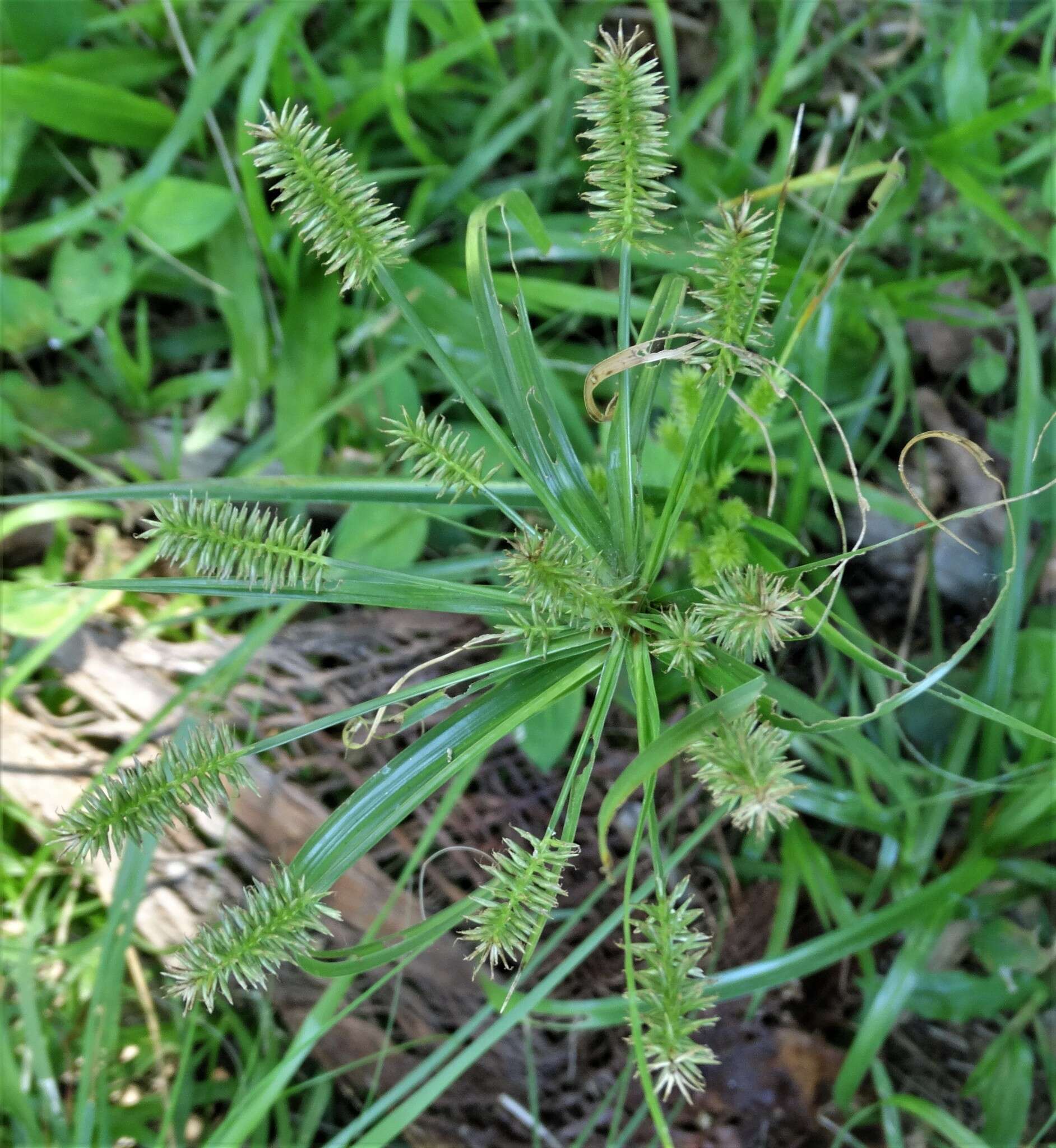 Image of Cyperus cyperoides subsp. cyperoides