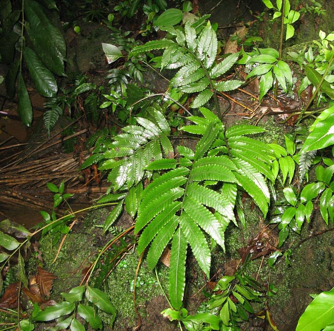 Image of Bolbitis serratifolia (Mert. ex Kaulf.) Schott