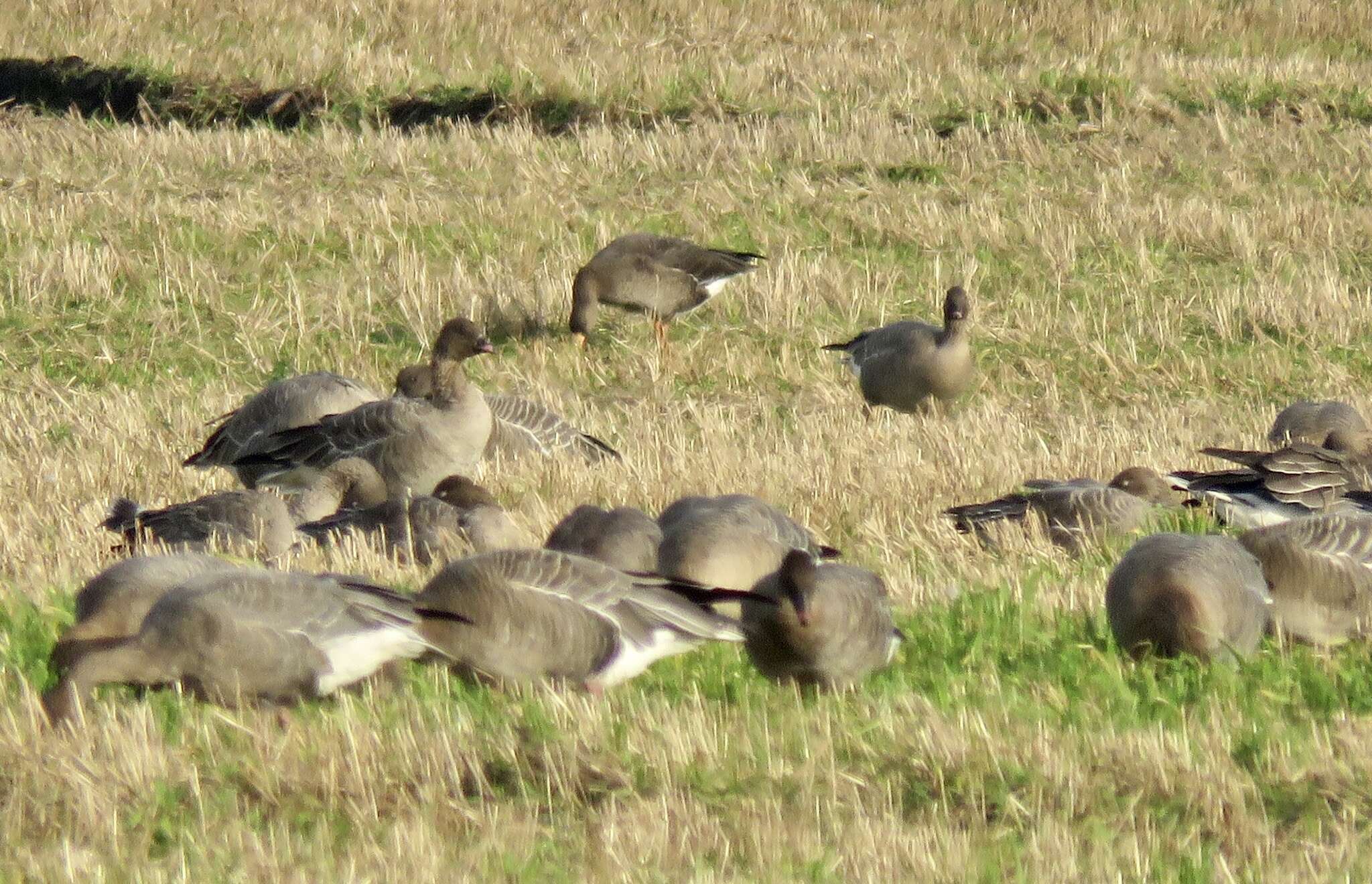 Image of Greenland White-fronted Goose