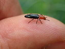 Image of Clover Stem Borer