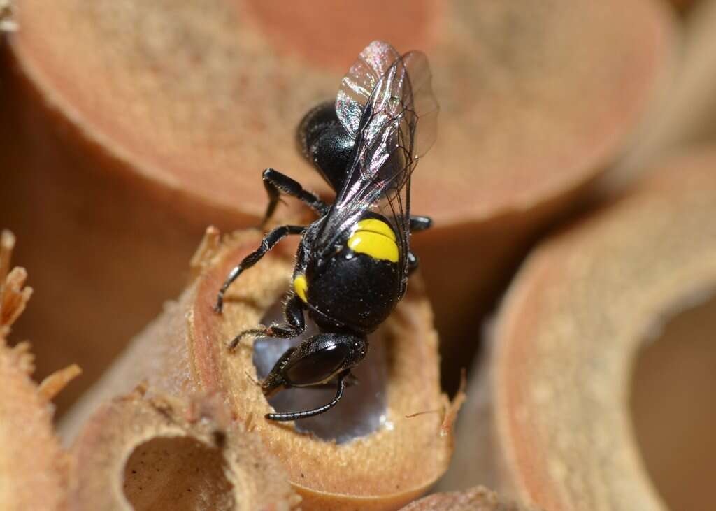 Imagem de Hylaeus nubilosus (Smith 1853)