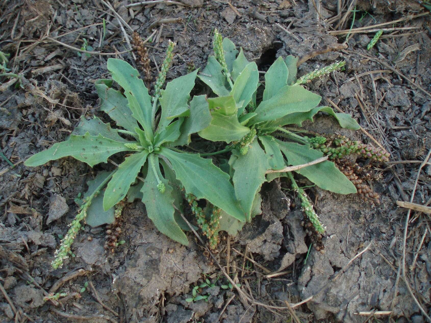 Plantago uliginosa F. W. Schmidt resmi