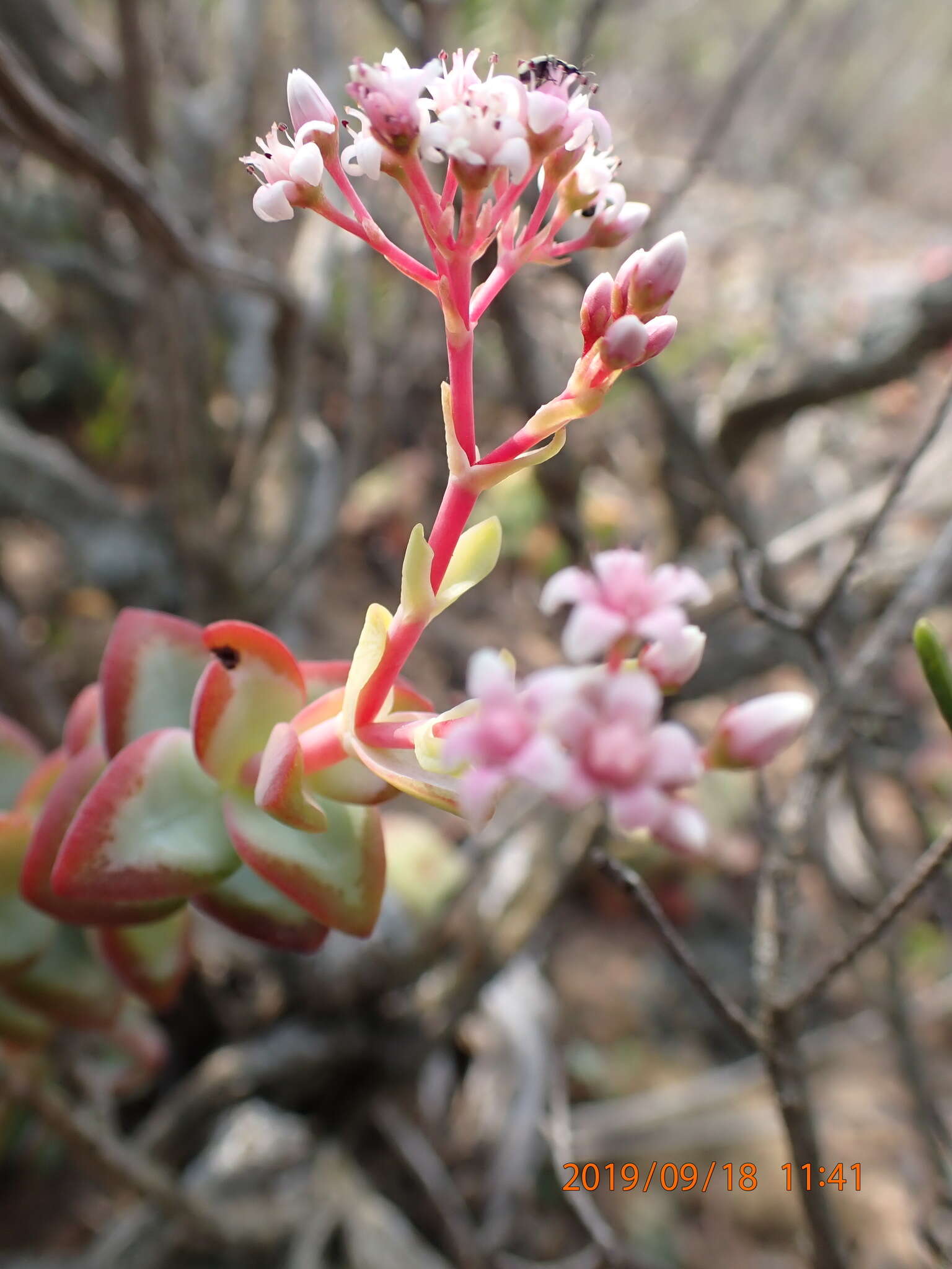 Image of Concertina plant