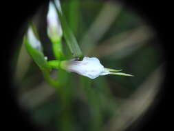 Image of White donkey orchid