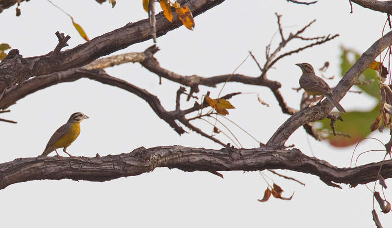 Image of Brown-rumped Bunting