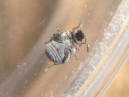 Image of Leaf beetle