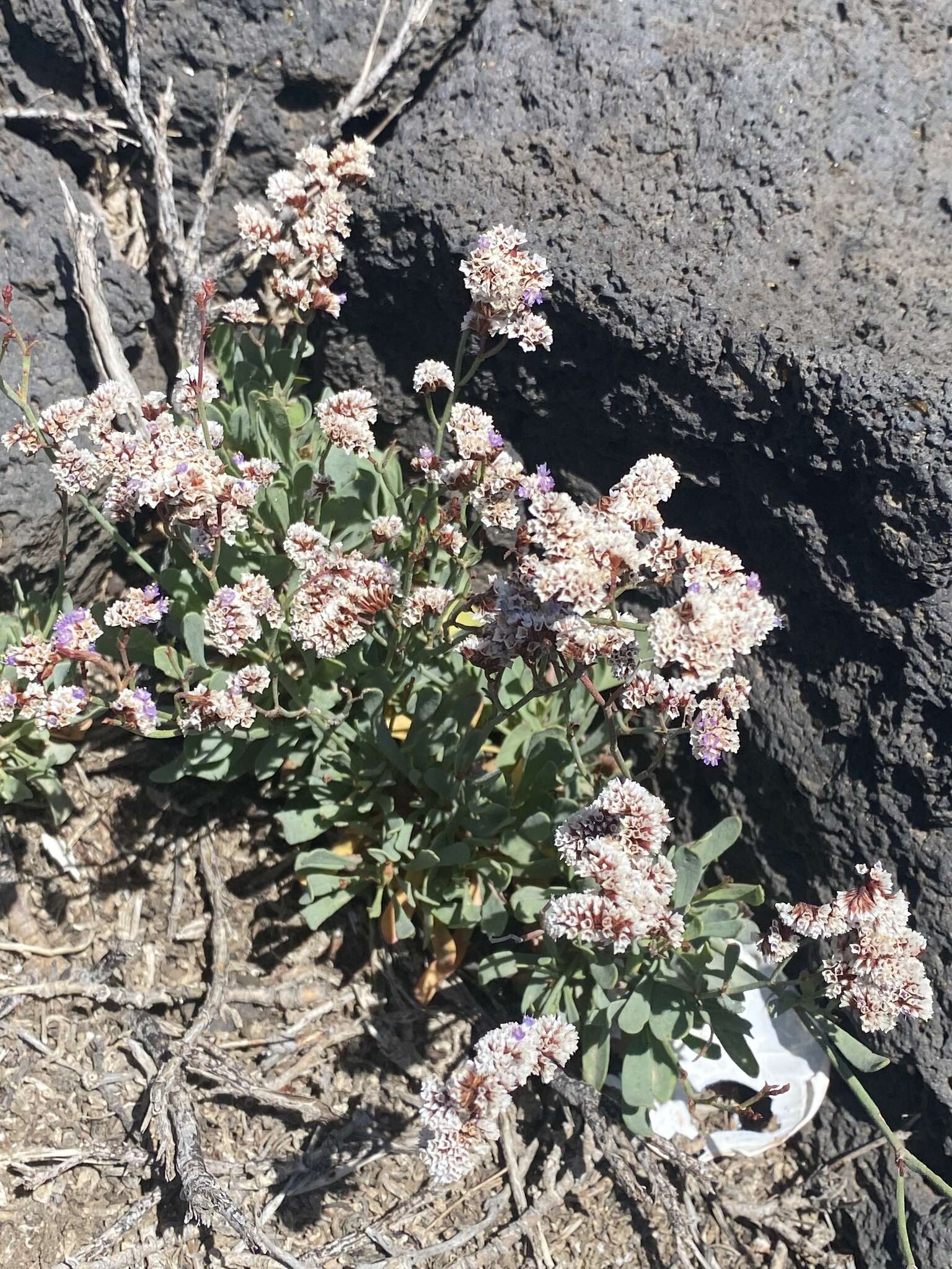 Limonium pectinatum (Ait.) Kuntze resmi