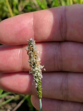 Image of marsh foxtail