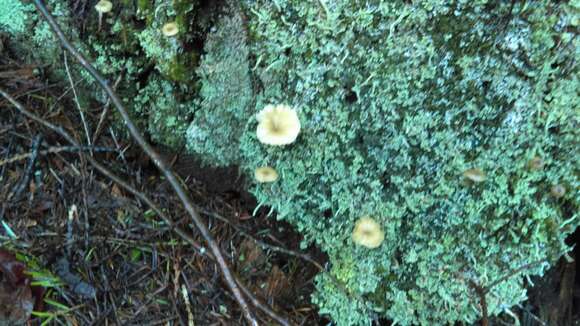 Image de Lichenomphalia umbellifera (L.) Redhead, Lutzoni, Moncalvo & Vilgalys 2002