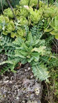 Image of Sonchus ustulatus subsp. ustulatus